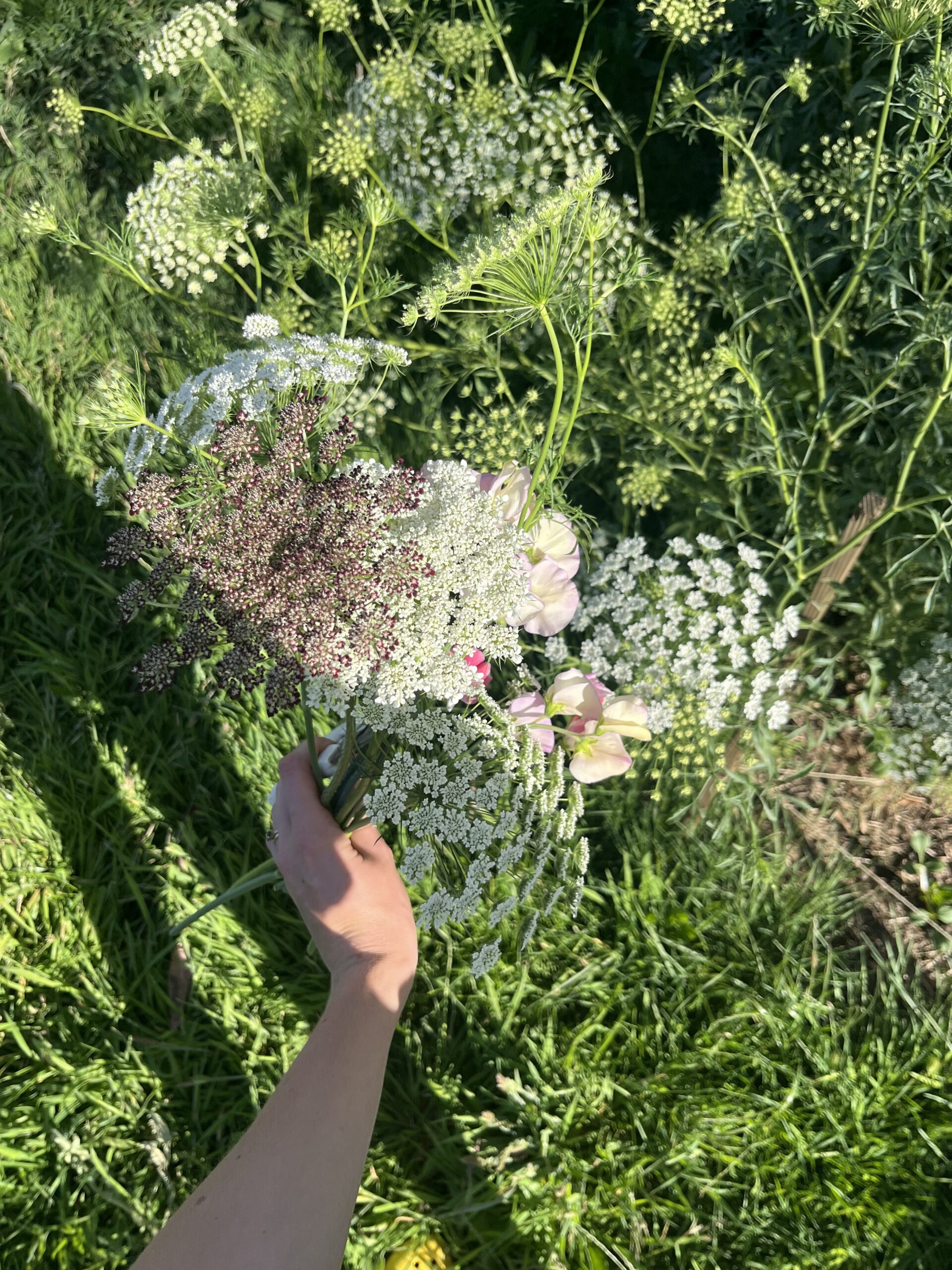 Chocolate Lace/Queen Anne’s Lace/Dara Chocolate Lace/Queen Anne’s Lace/Dara
