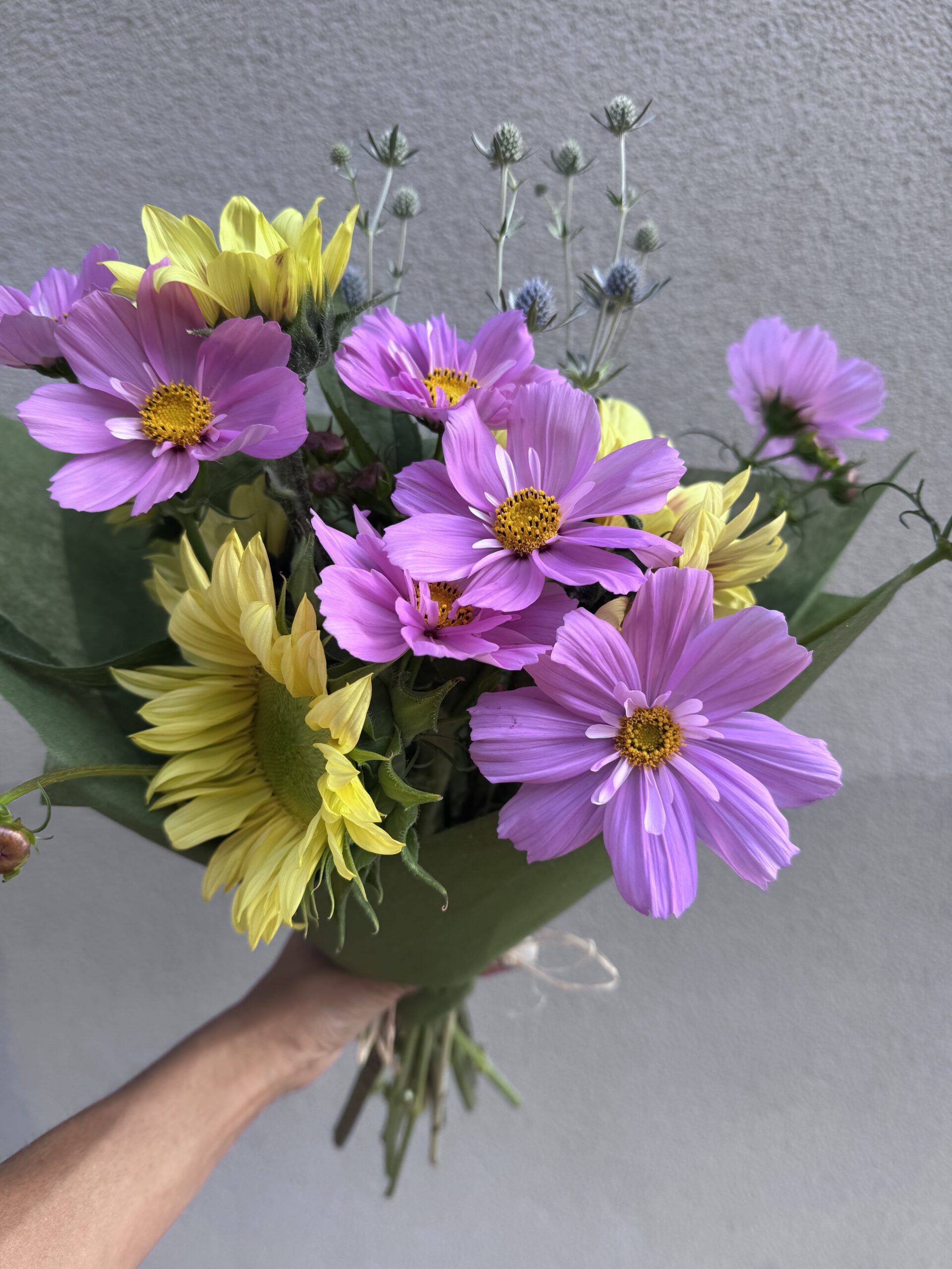 Cosmos Fizzy Pink Cosmos Fizzy Pink