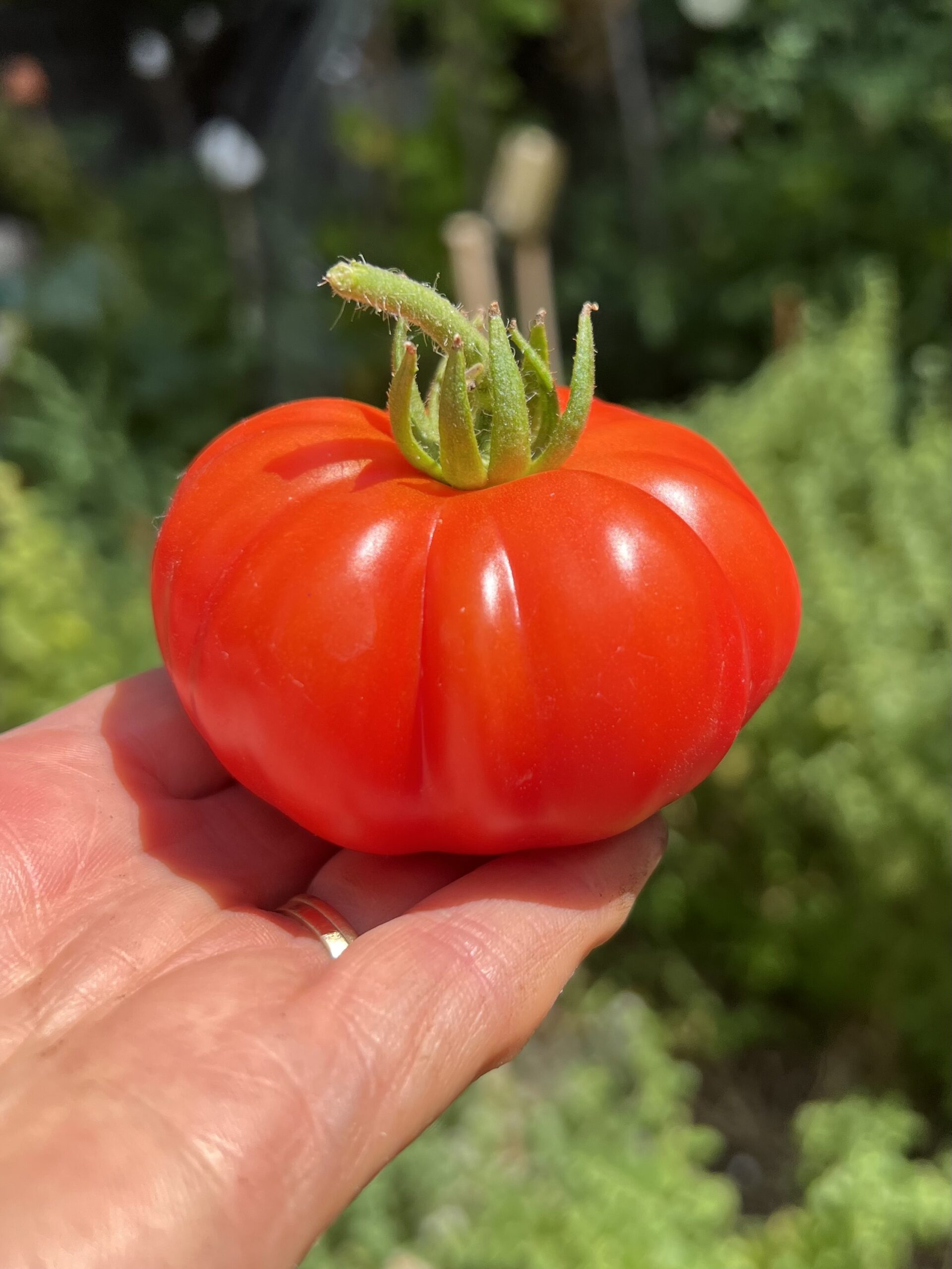 Cosoluto Genovese Tomato Cosoluto Genovese Tomato