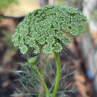 Home Ammi Visnaga ‘Green Mist’ Large Queen Anne’s Lace