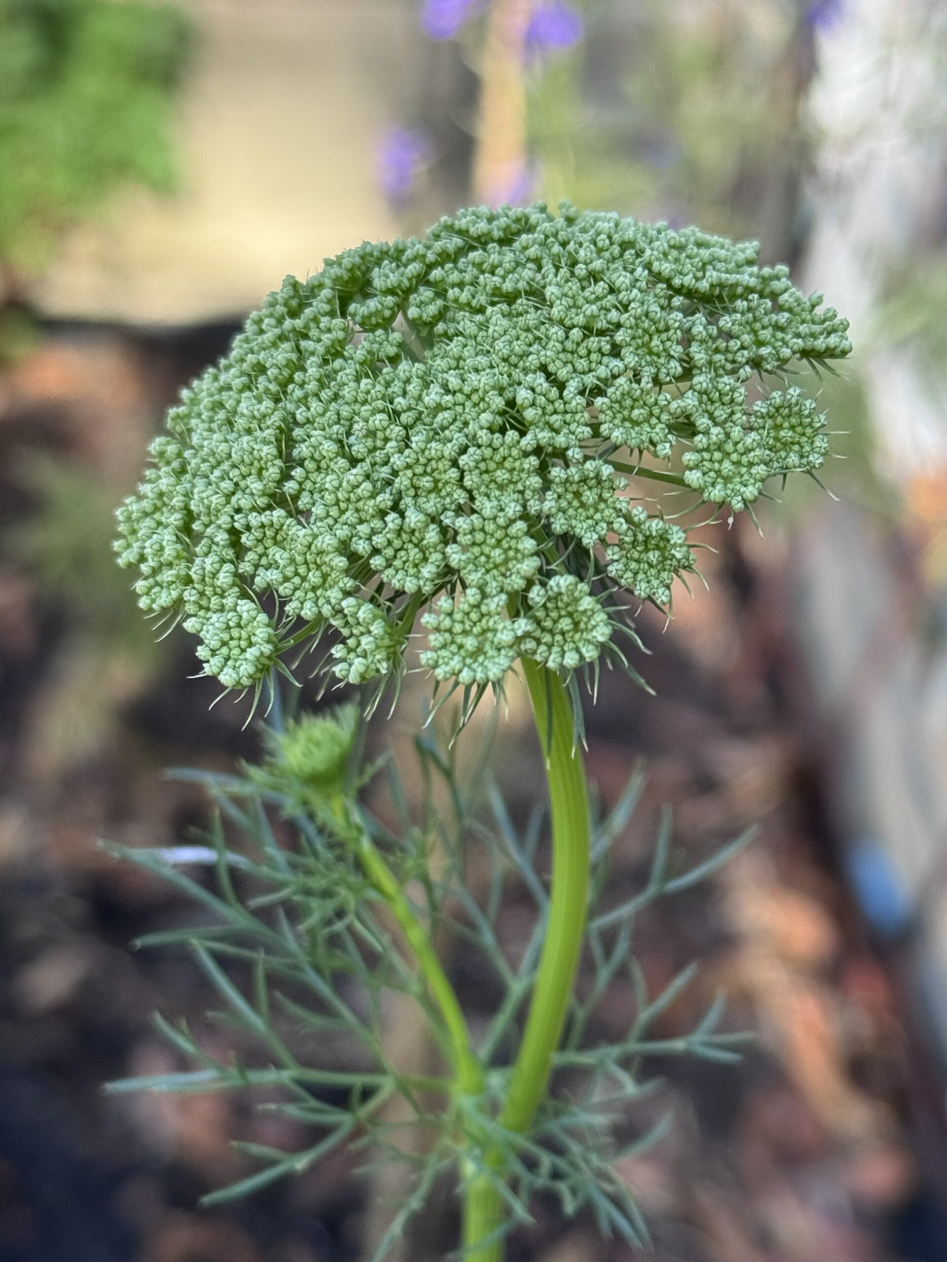 Ammi Visnaga ‘Green Mist’ Large Queen Anne’s Lace Ammi Visnaga ‘Green Mist’ Large Queen Anne’s Lace