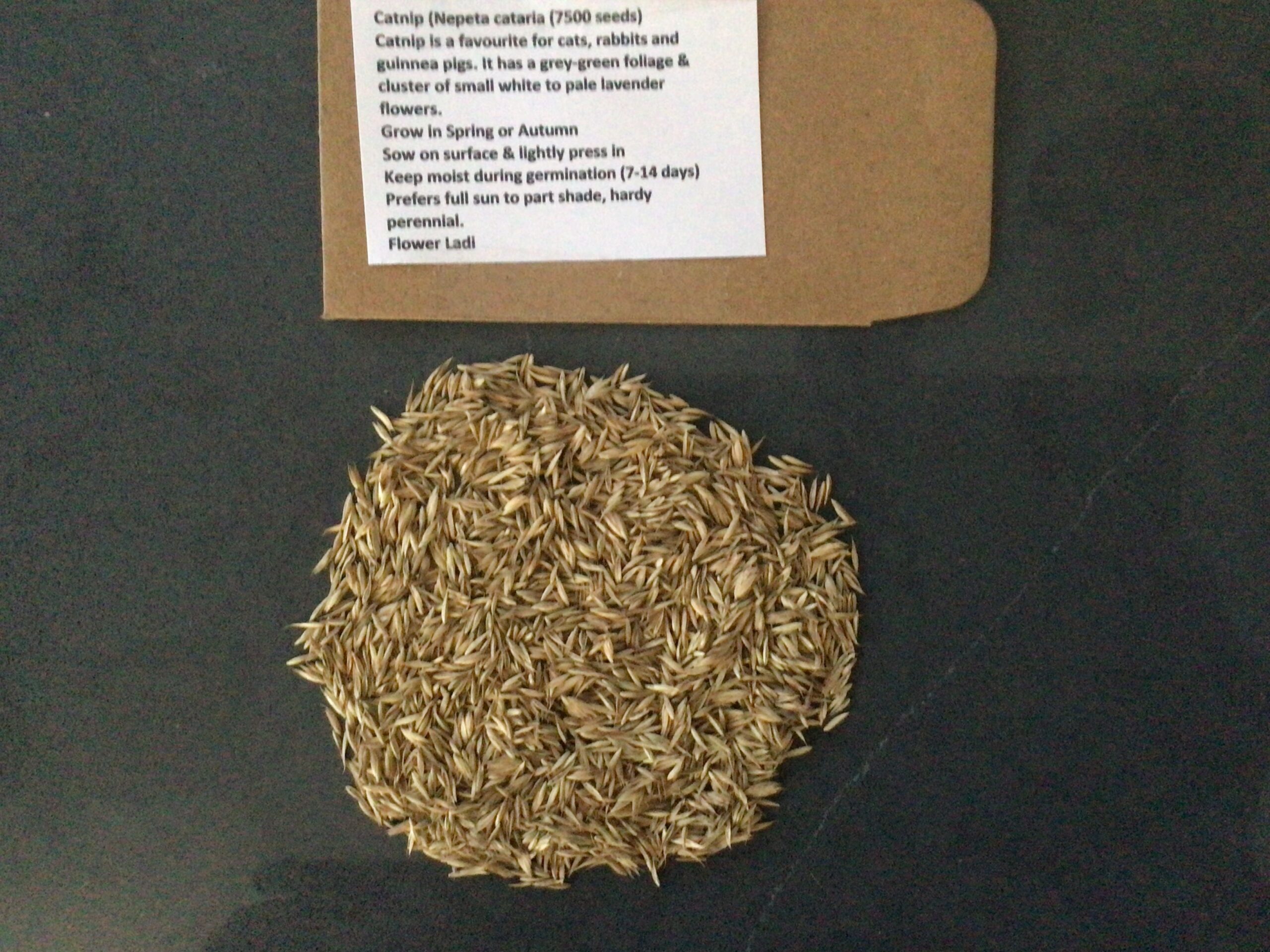 Catnip (7500) Catnip (7500)