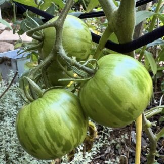 Home Tomato Green Zebra
