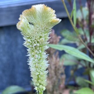 Home Celosia Mixed Varieties