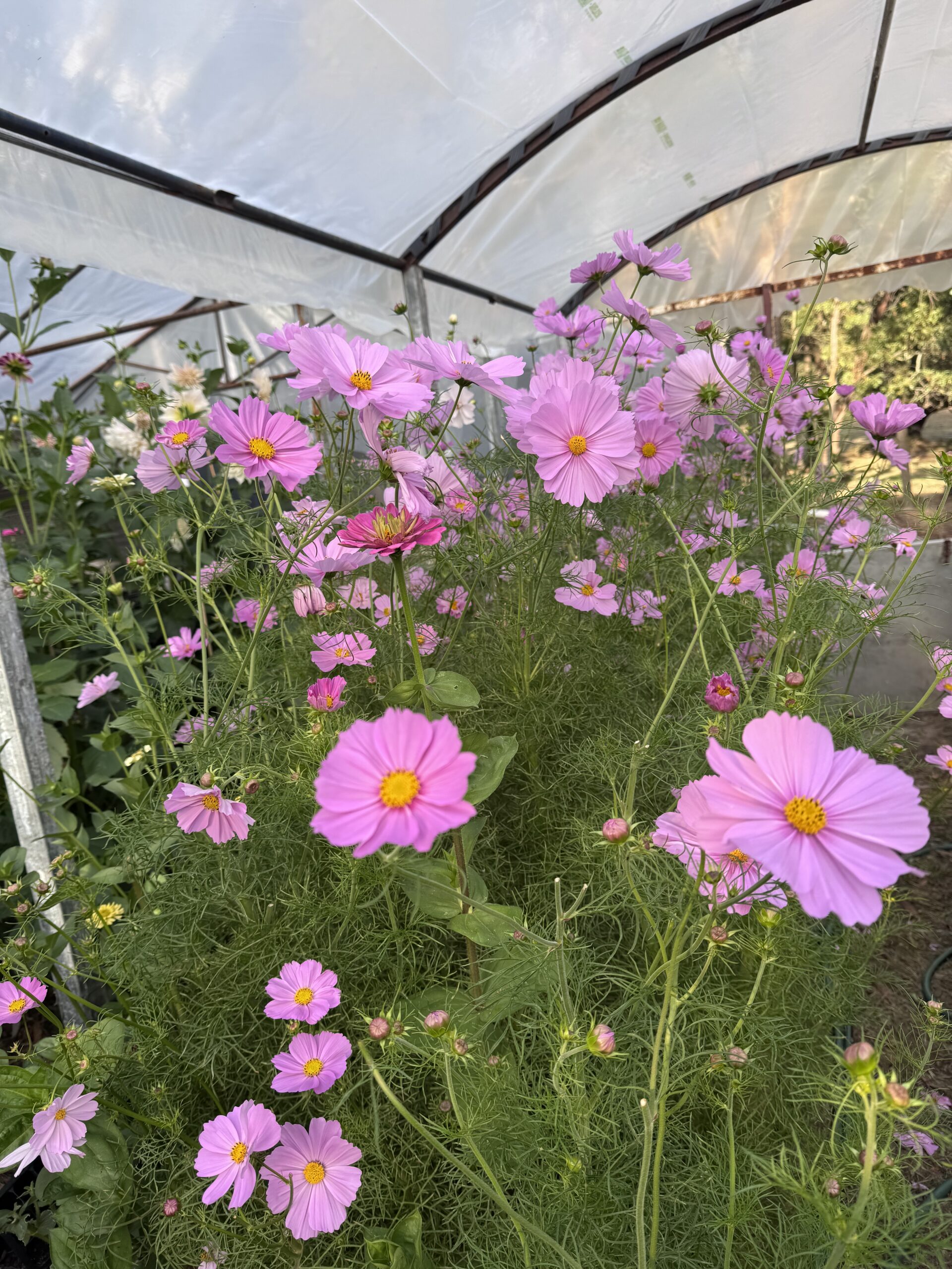 Cosmos Fizzy Pink Cosmos Fizzy Pink - Image 2
