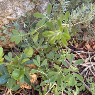 Lotus Australis Austral Trefoil