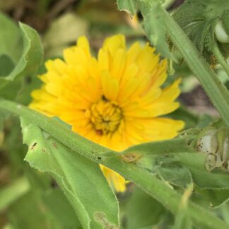 Calendula Officinalis Mixed