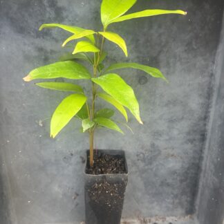 1x Kwai Mai Pink Lychee Seedling