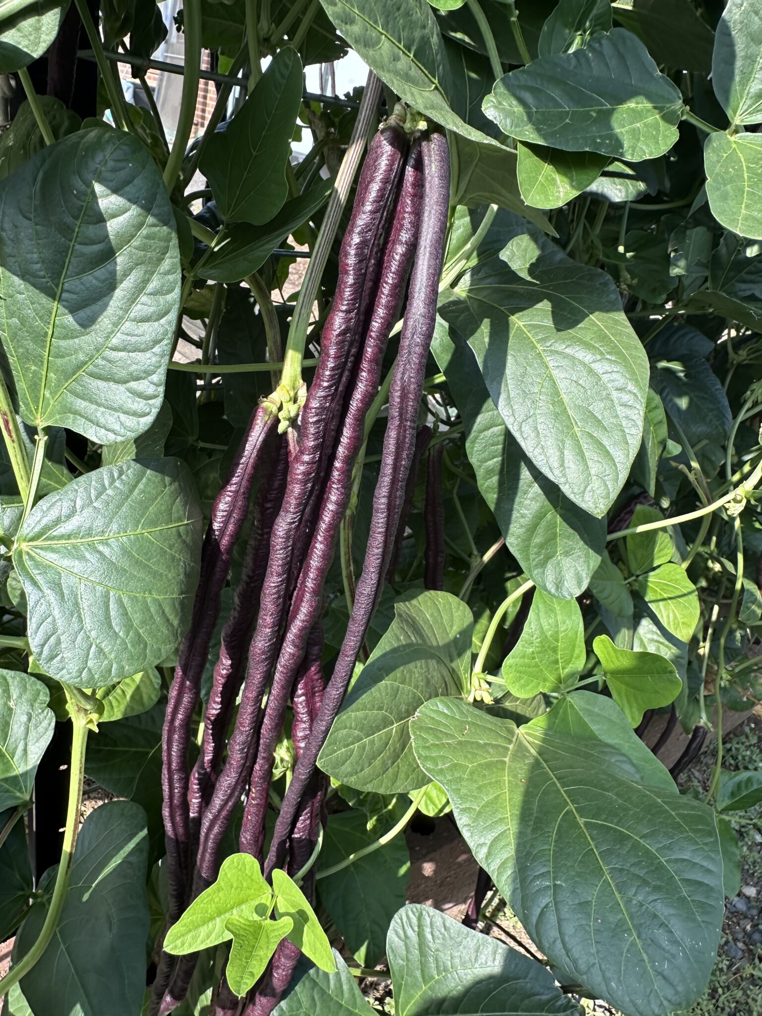 Black Snake Beans, Long Beans, Setaw, Yard Long, String Beans - Local Seeds