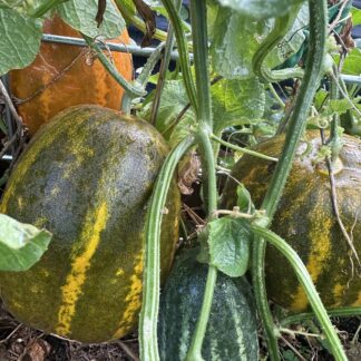 Indian Yellow Cucumber, Dosakaya, Dosakai, Kakiri