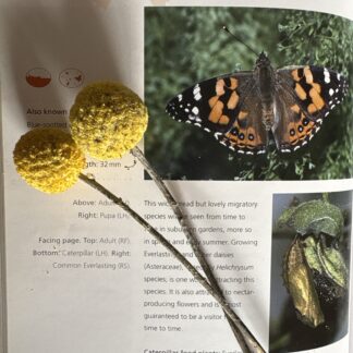 Home Billy Buttons Pycnosorus Globosus