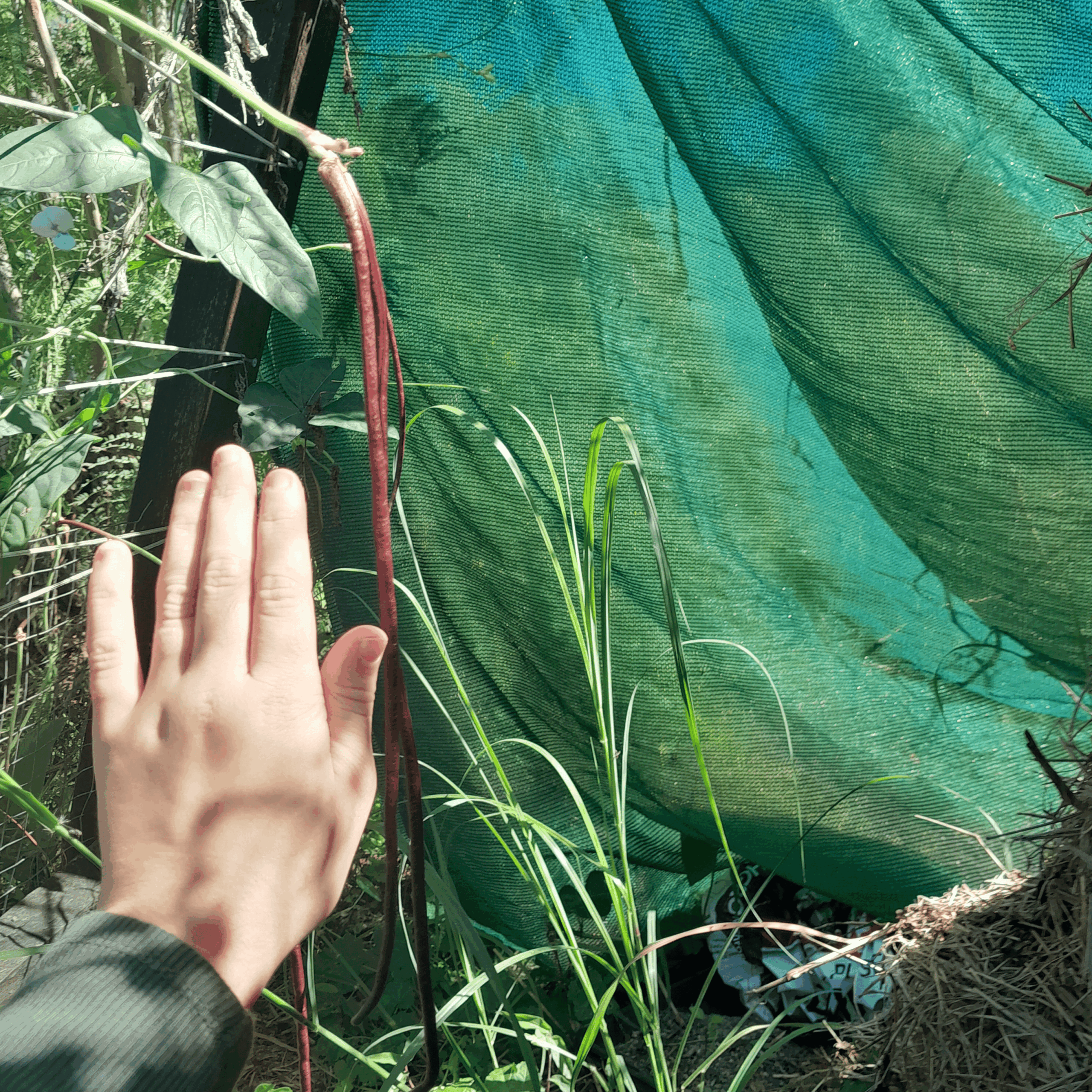 Red Snake Beans Red Snake Beans - Image 4