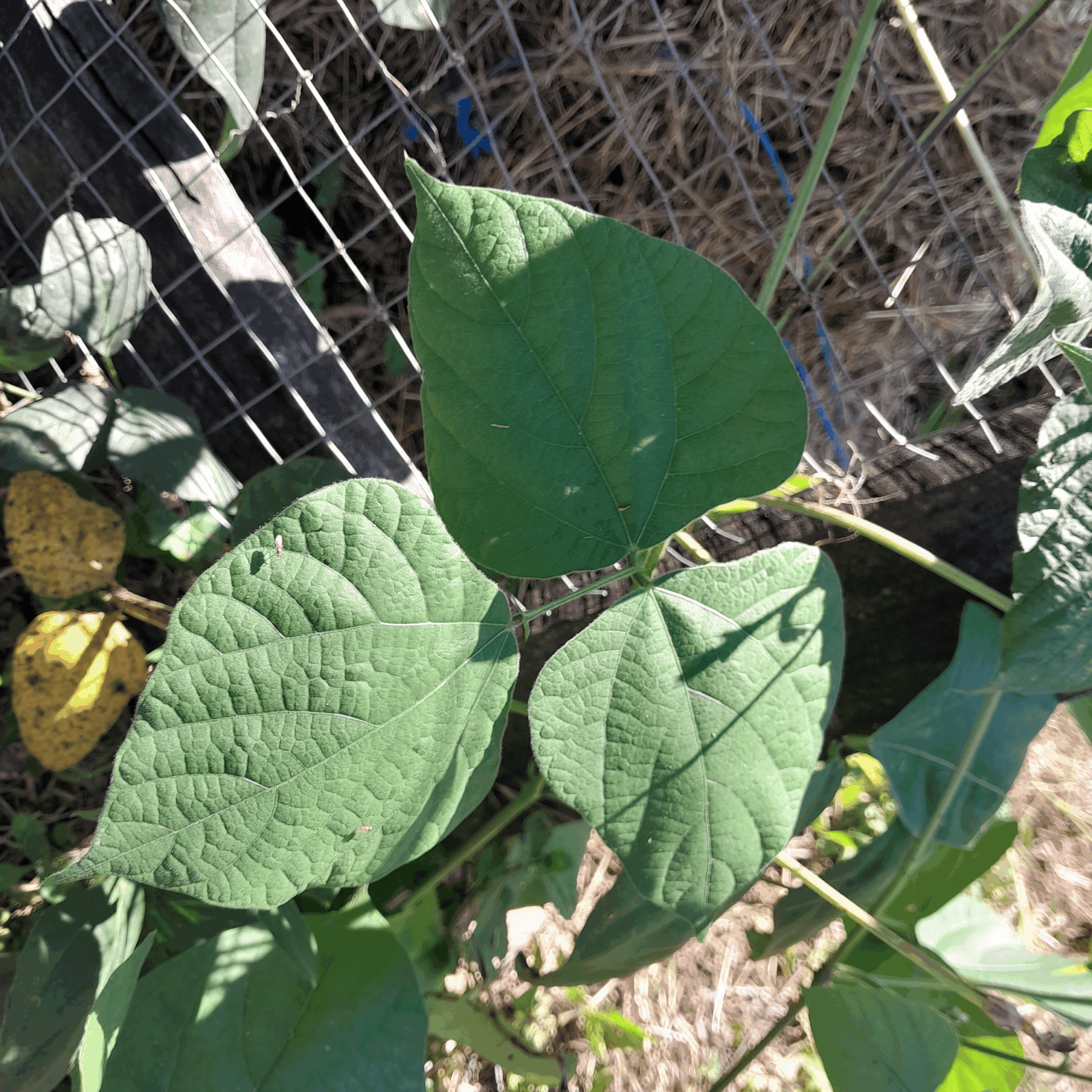 Red Snake Beans Red Snake Beans - Image 5