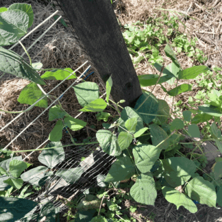 Home Red Snake Beans