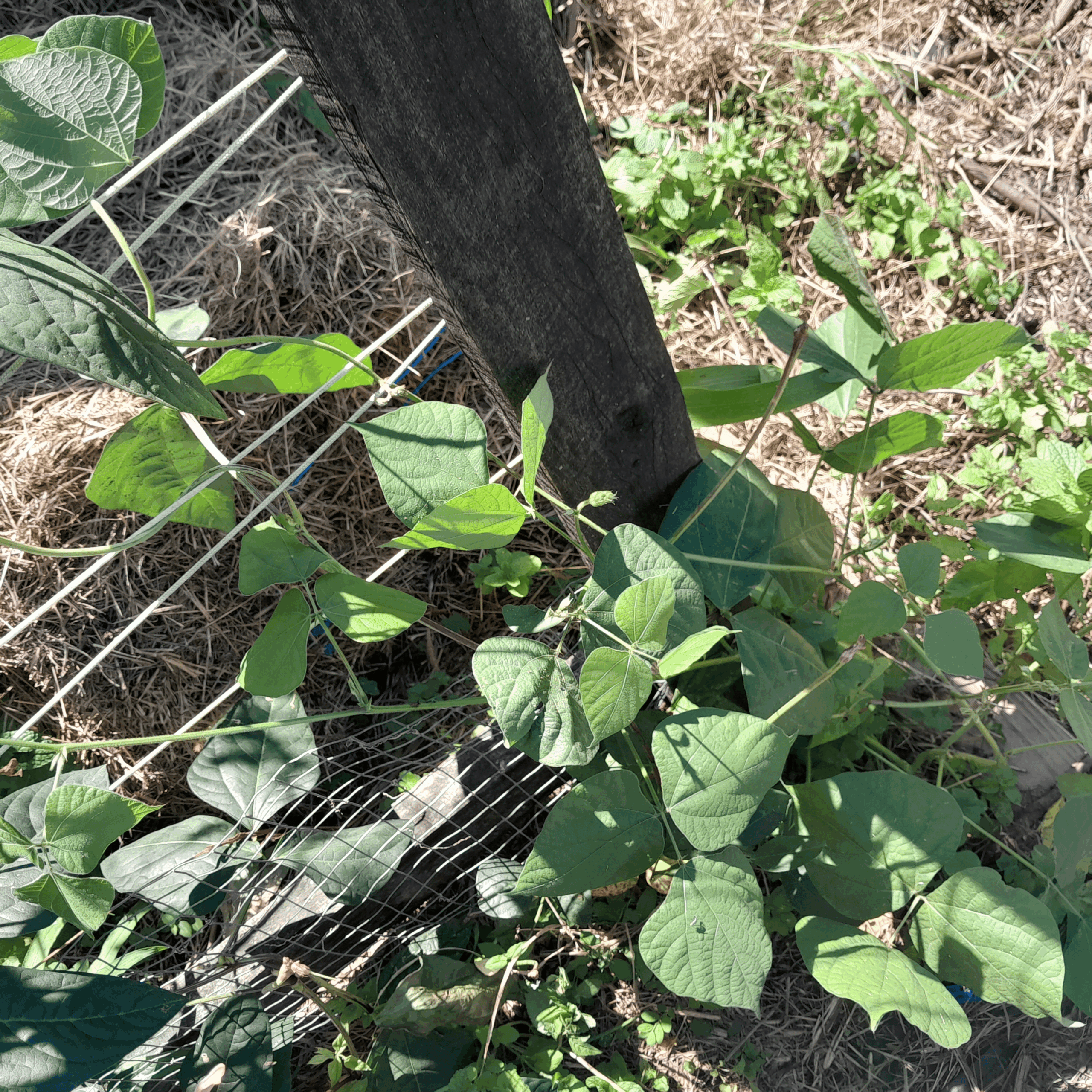 Red Snake Beans Red Snake Beans