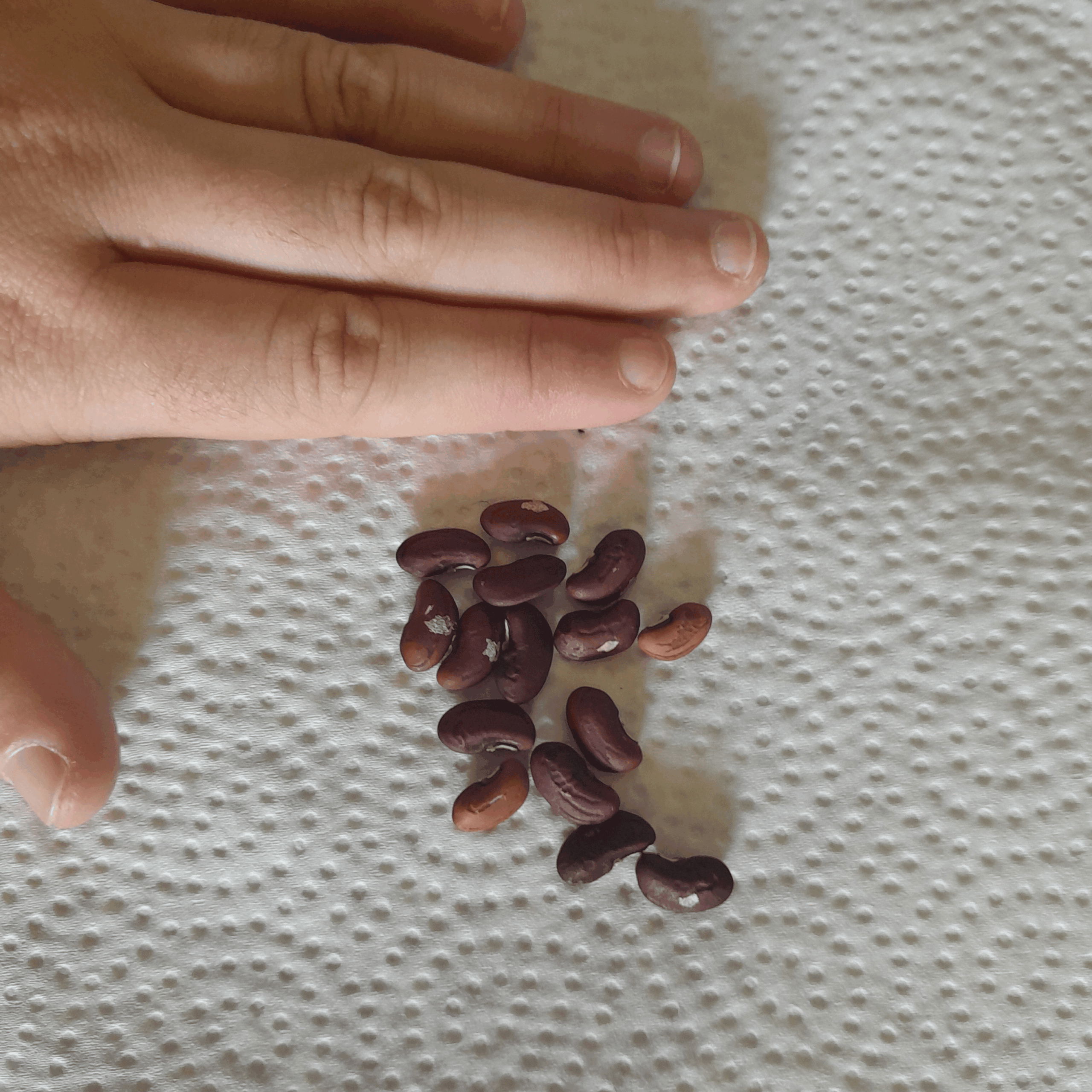 Red Snake Beans Red Snake Beans - Image 3