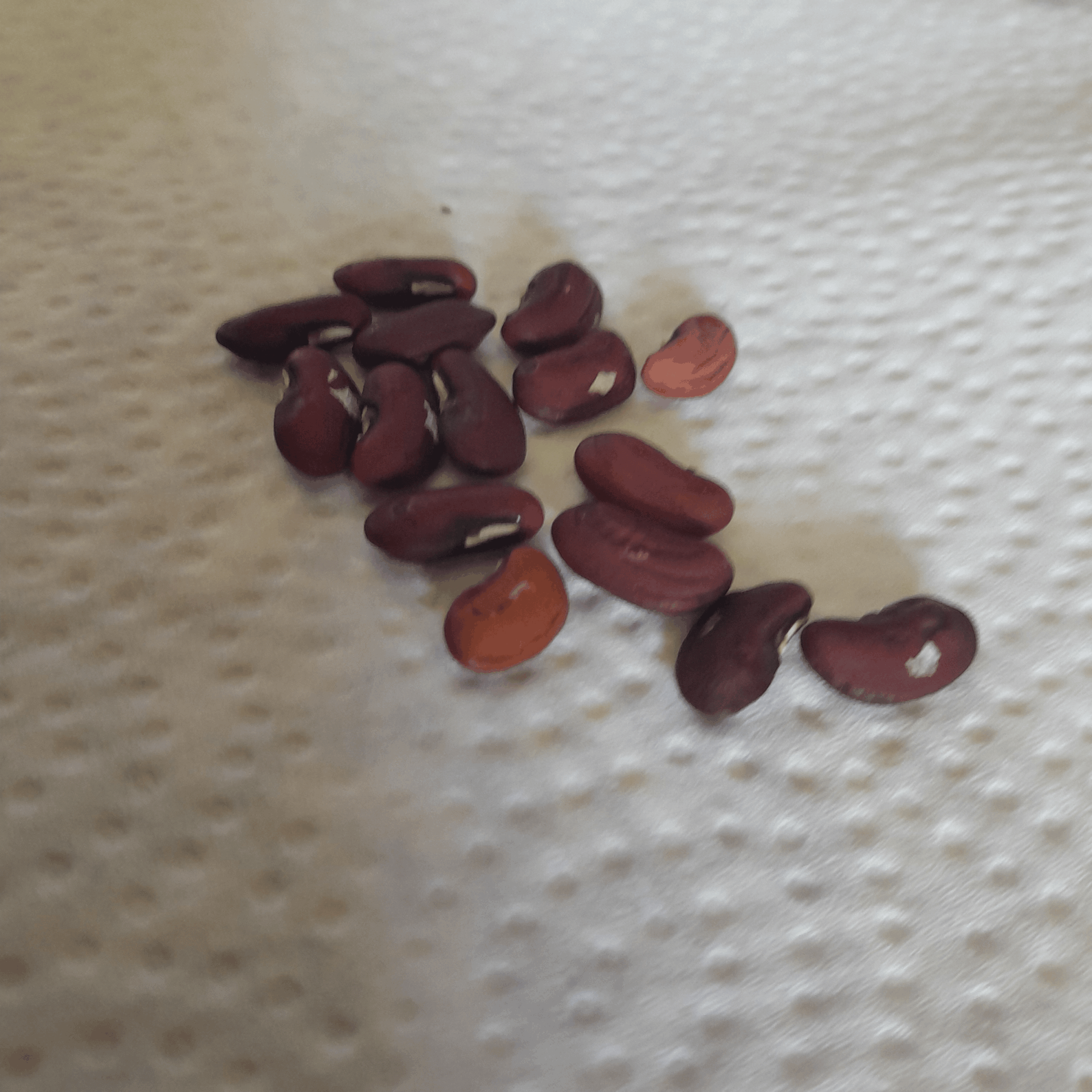 Red Snake Beans Red Snake Beans - Image 2