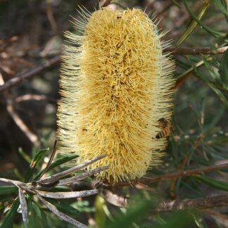 Banksia Marginata - Silver Banksia