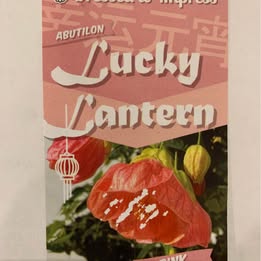 1 Potted Chinese Lucky Lantern Plant