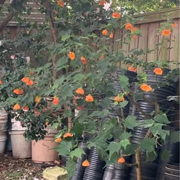 1 Potted Chinese Lucky Lantern Plant 1 Potted Chinese Lucky Lantern Plant - Image 3