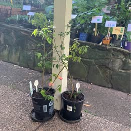 1 Potted Chinese Lucky Lantern Plant 1 Potted Chinese Lucky Lantern Plant - Image 5