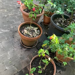 1 Potted Chinese Lucky Lantern Plant 1 Potted Chinese Lucky Lantern Plant - Image 4