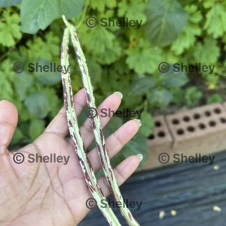 Snake Beans / Long Beans / String Beans / Yard Long Beans (Stripy Variety)