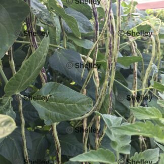 Snake Beans / Long Beans / Yard Long / Sitaw / String Beans