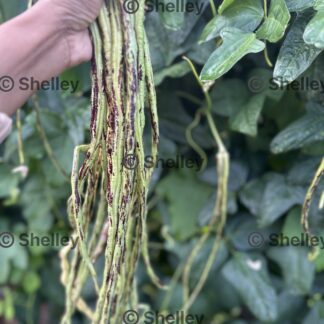 Snake Beans - Purple Stripe / Long Beans / Yard Long / Sitaw / String Beans