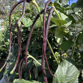 Black Snake Beans / Long Beans / Yard Long / Sitaw / String Beans