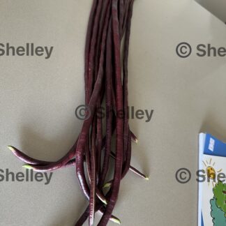 Red Snake Beans / Long Beans / Yard Long / Sitaw / String Beans