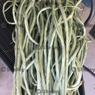 White Snake Beans / Long Beans / Yard Long / Sitaw / String Beans