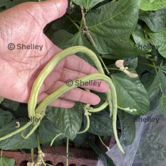 Rare Dwarf Green Snake Beans / Yard Long / Sitaw / String Beans