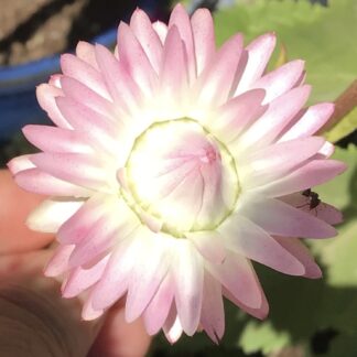 Everlasting Daisy Silvery Rose (free Calendula)