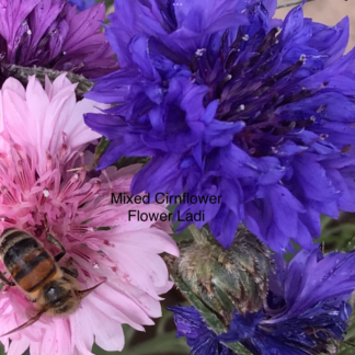 Mixed Cornflower (free Marigold)