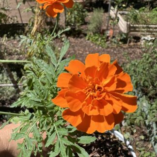 Home Marigold French Orange