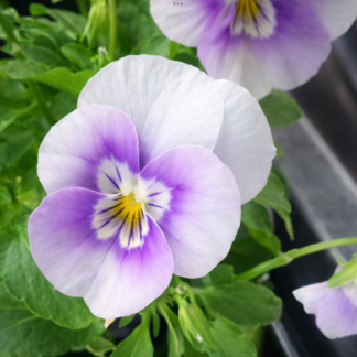 Viola Pastel Shades (60 pack + free Marigold)