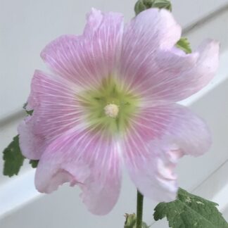 Ballarina Pink Hollyhocks (free Marigold)