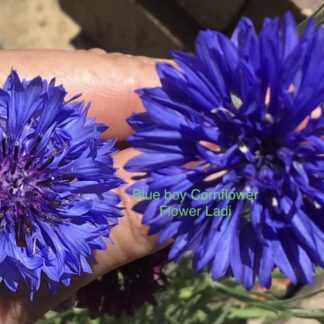 Blue Bell Cornflower (free Marigold)