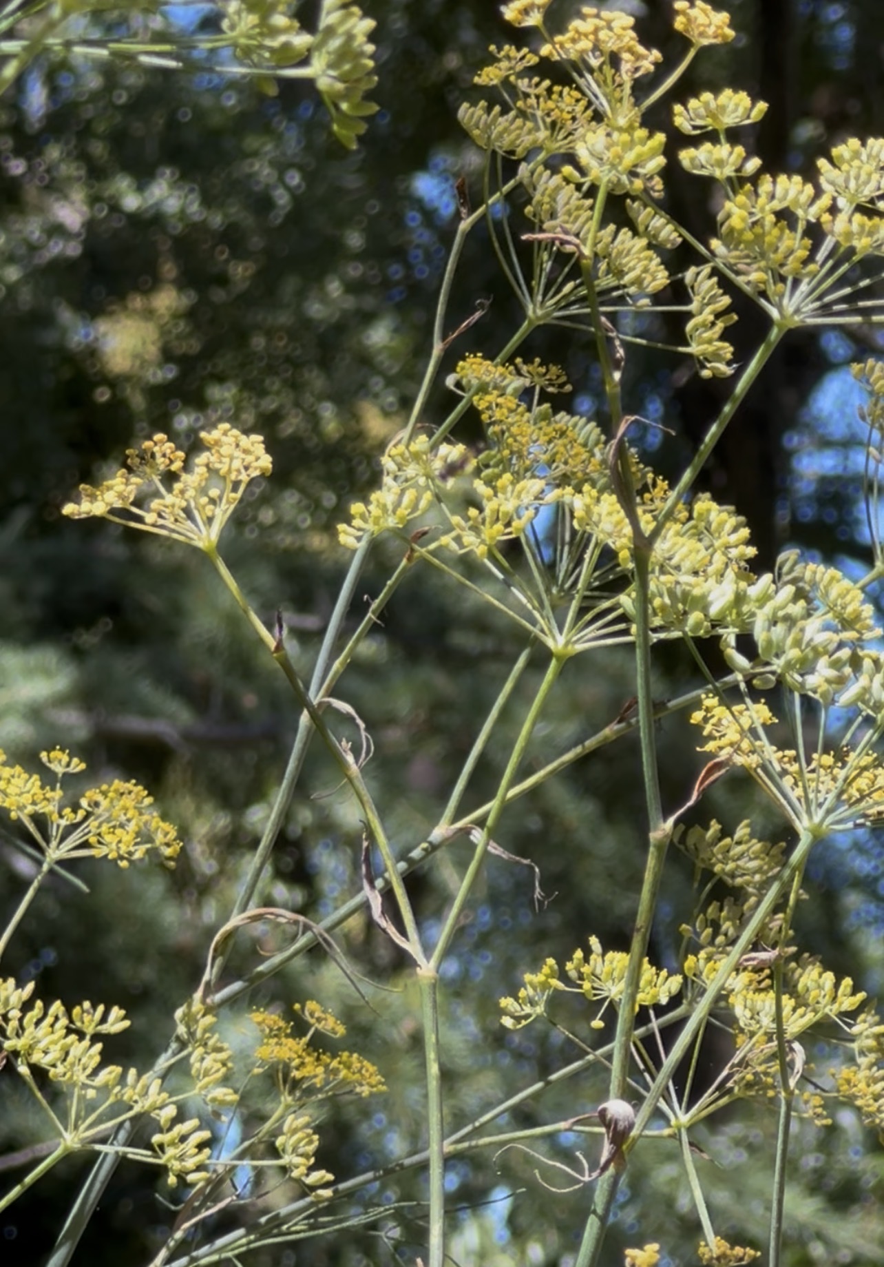 Sweet Fennel Sweet Fennel