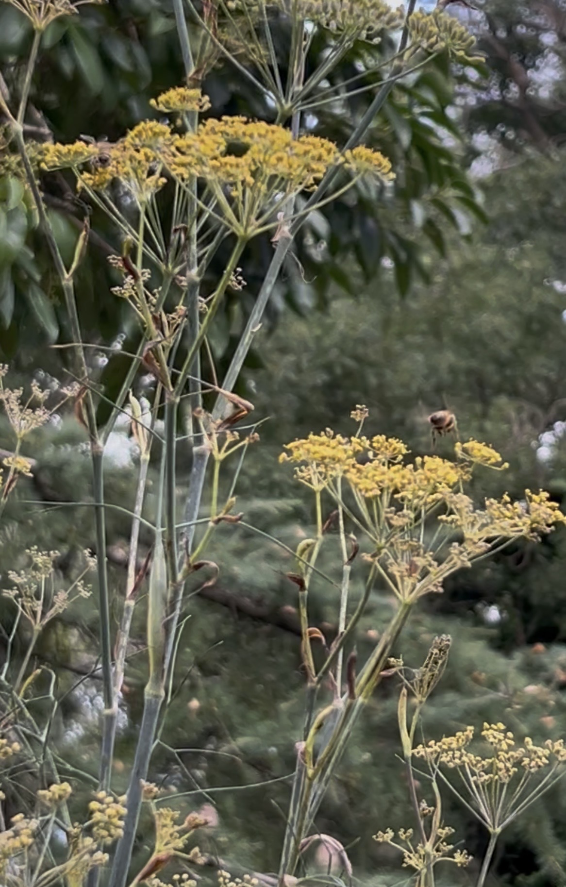 Sweet Fennel Sweet Fennel - Image 2