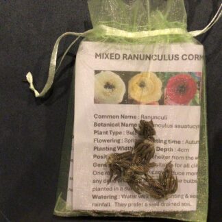 Ranunculus & Amamone Corms Gift Pack