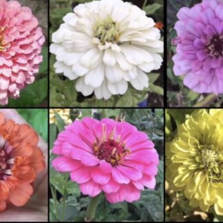 Mixed Zinnia (free Aster)