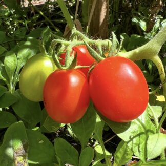 Home Principe Borghese Tomato