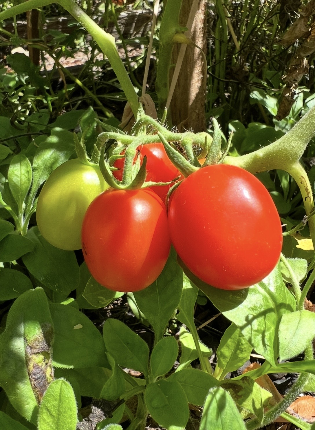 Principe Borghese Tomato Principe Borghese Tomato