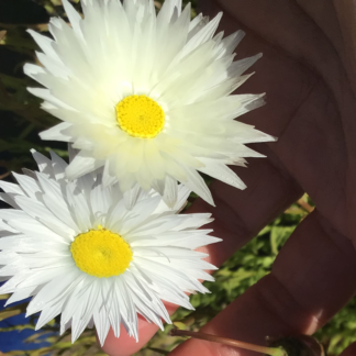 White Everlasting Daisy (500)