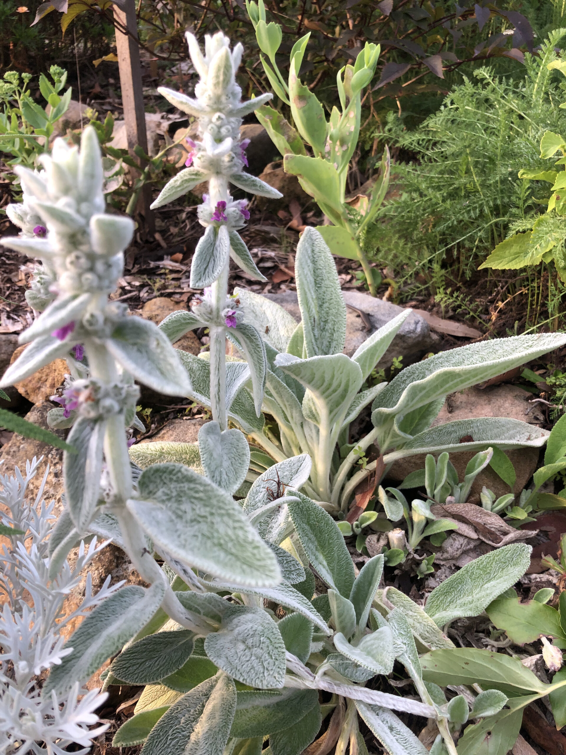 Lamb's Ears Lamb's Ears