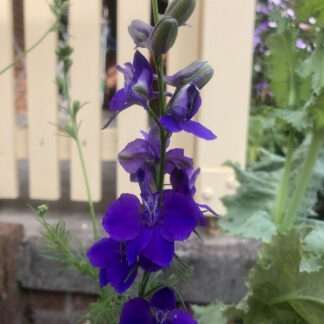Home Purple Larkspur