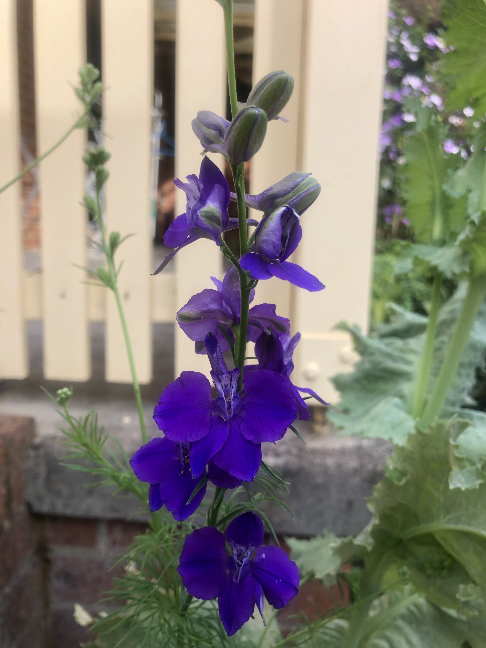Purple Larkspur Purple Larkspur