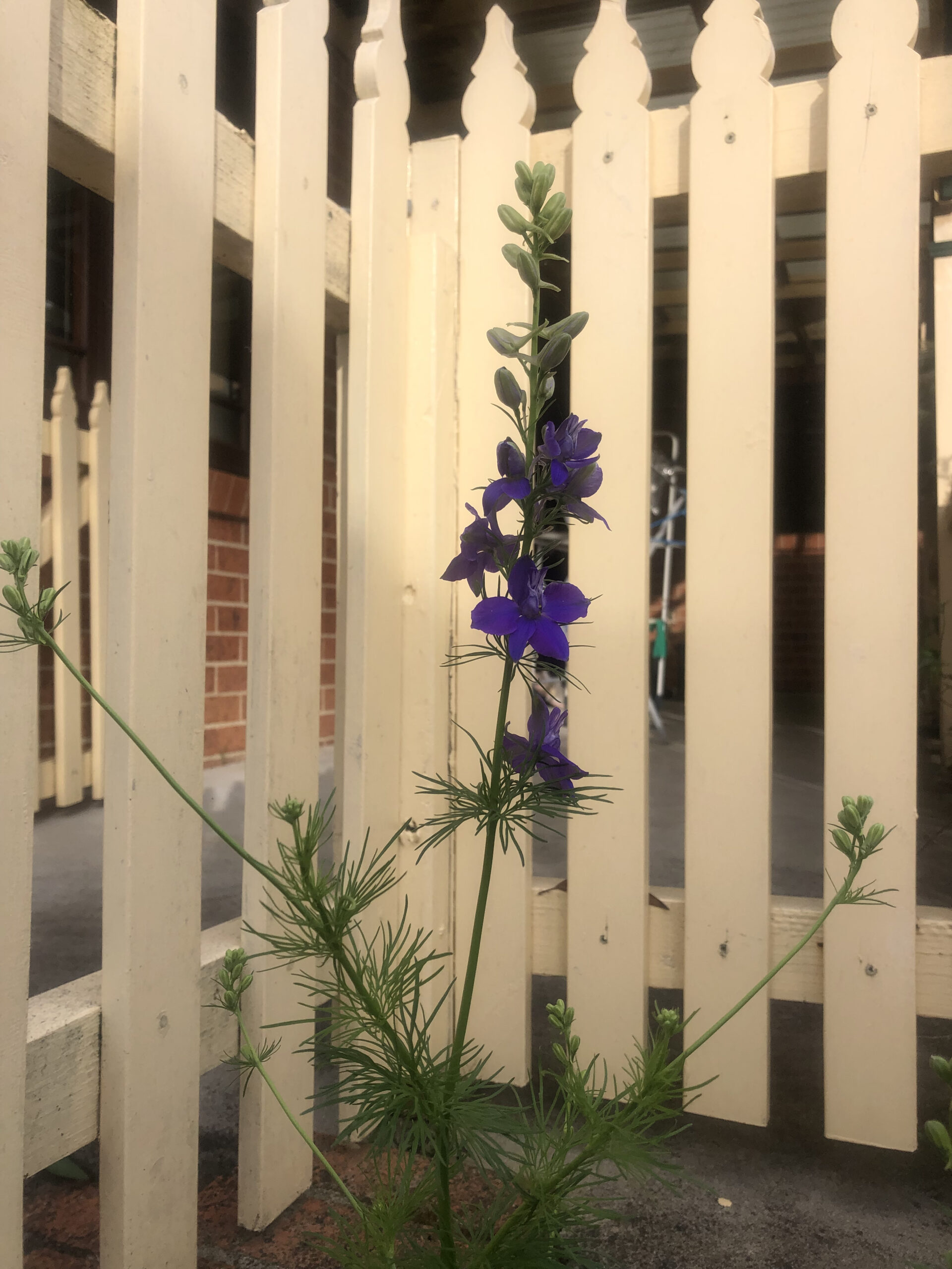 Purple Larkspur Purple Larkspur - Image 2